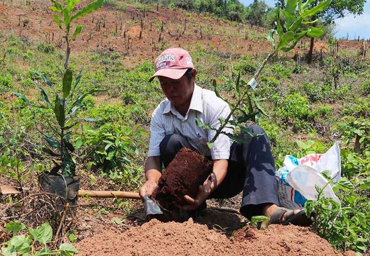 Cách chăm sóc cây cao su mới trồng đúng kỹ thuật