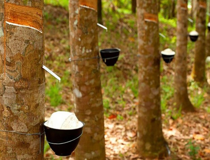 Công dụng của cao su là gì trong cuộc sống hàng ngày?