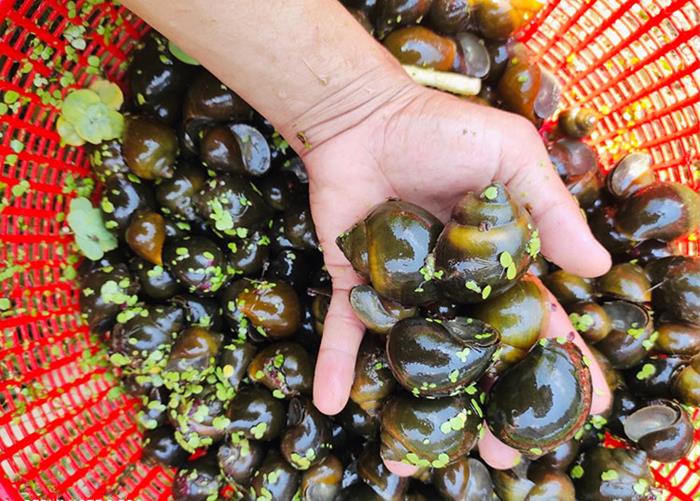 Kỹ thuật nuôi ốc nhồi miền Bắc như thế nào