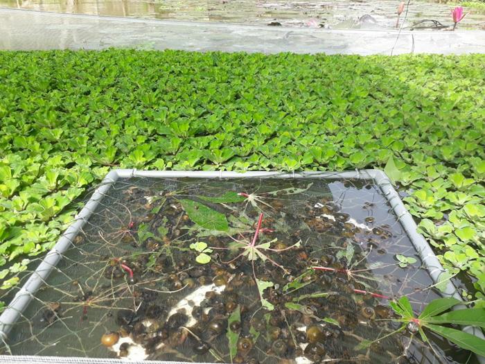 Mật độ nuôi ốc nhồi trong be xi măng là bao nhiêu