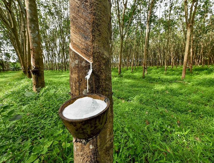Rừng cao su có độc không và cách phòng tránh