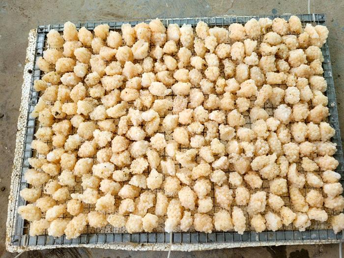 Trứng ốc nhồi màu gì? 1kg trứng ốc nhồi nở bao nhiêu con?