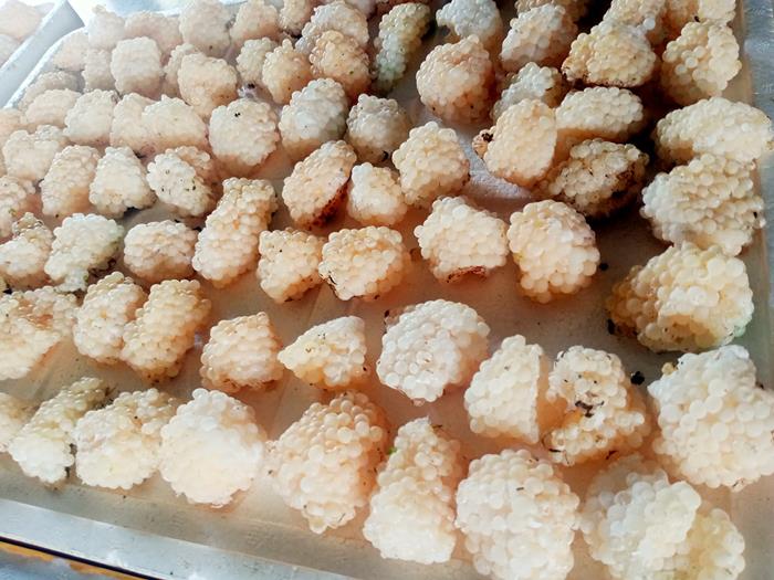 Trứng ốc nhồi màu gì? 1kg trứng ốc nhồi nở bao nhiêu con?