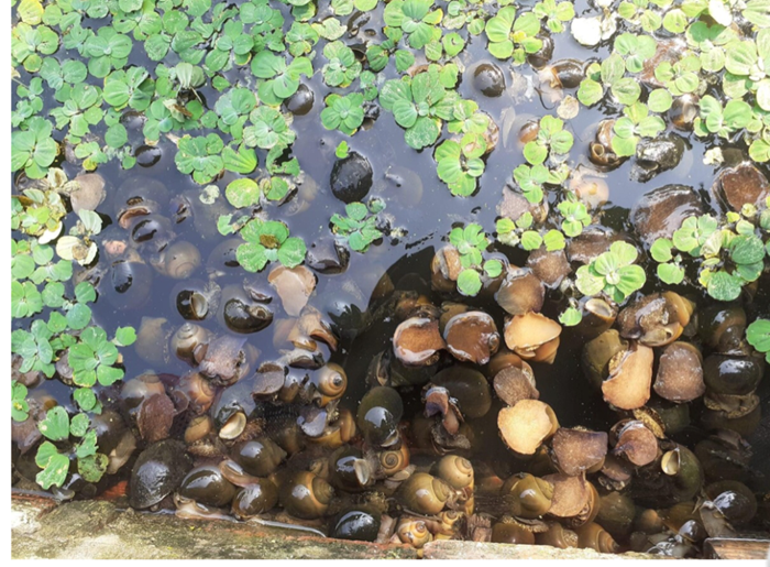 Mật độ nuôi ốc nhồi